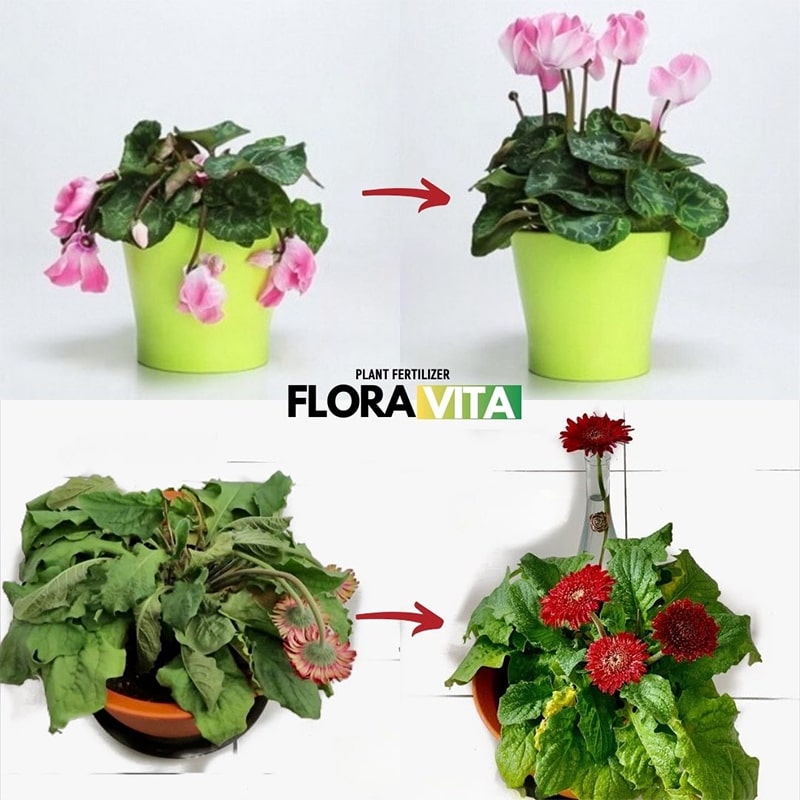 Λίπασμα για Φυτά Floravita