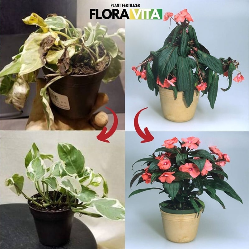 Λίπασμα για Φυτά Floravita