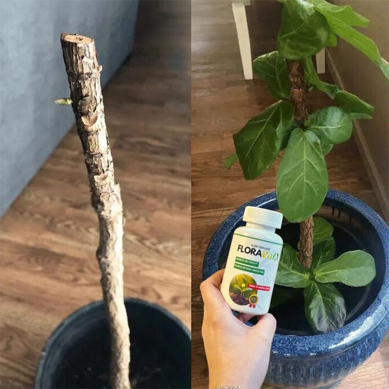 Îngrășământ pentru plante Floravita